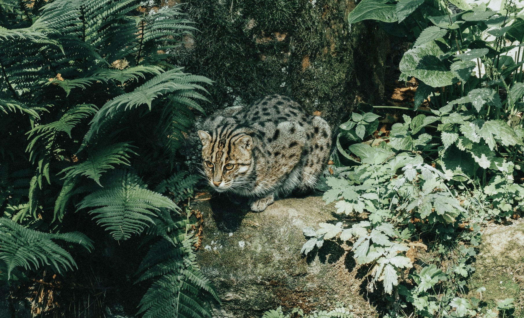 The Ghost Cats of Colombo Wetlands